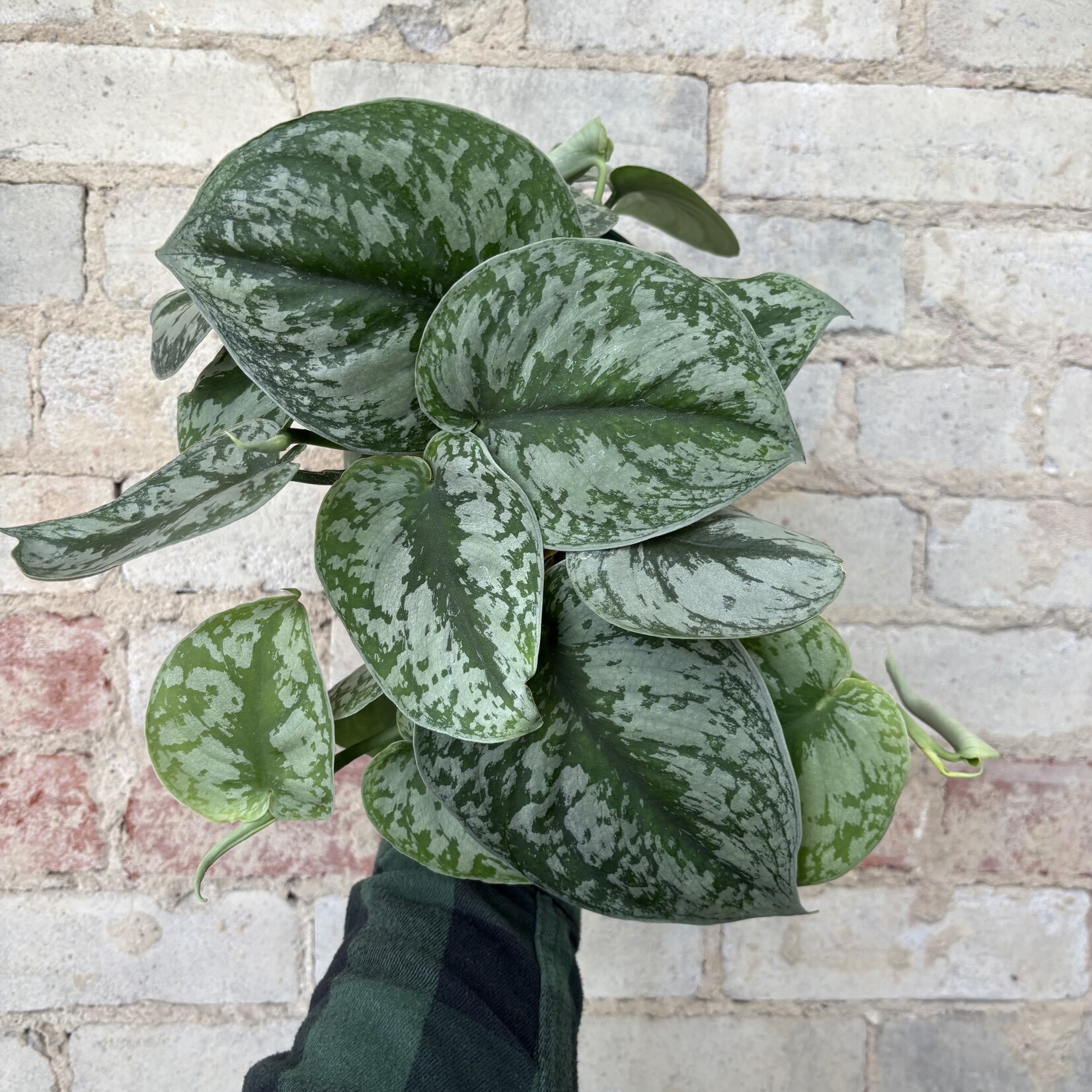 Scindapsus Silver Satin 6"