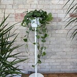 Monstera Siltepecana 8" HB