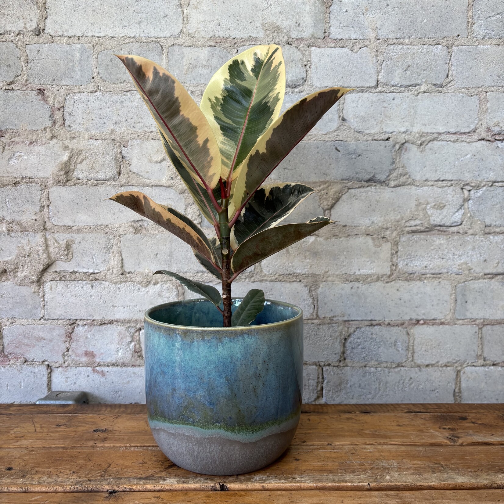 Ficus Elastica Tineke 6"