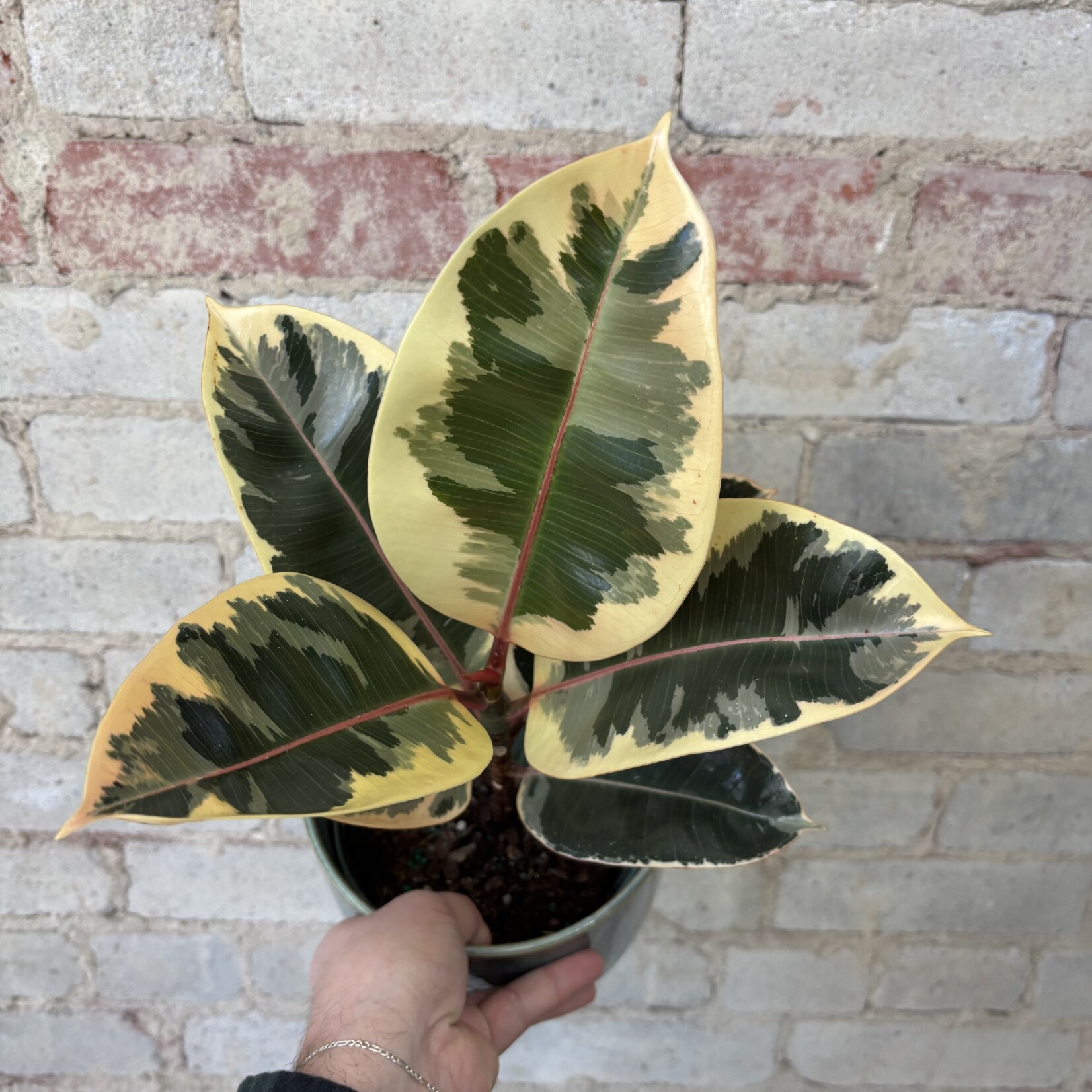 Ficus Elastica Tineke 6"