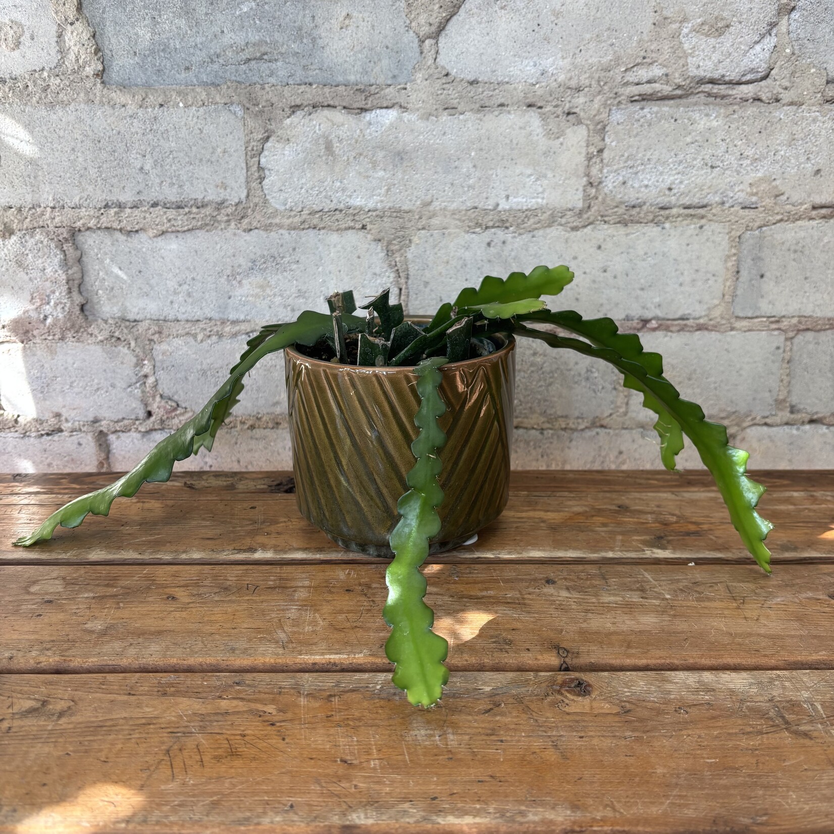 Ric Rac / Fishbone Orchid Cactus 4"