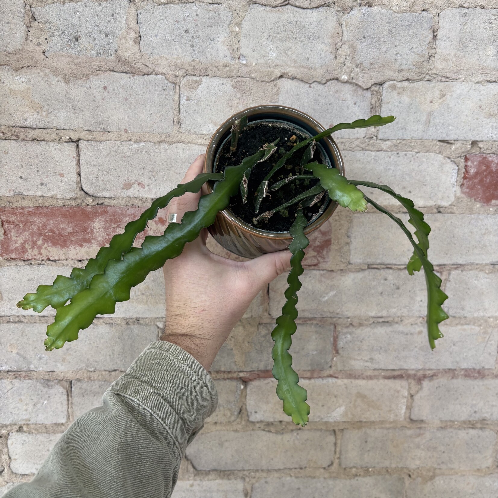 Ric Rac / Fishbone Orchid Cactus 4"