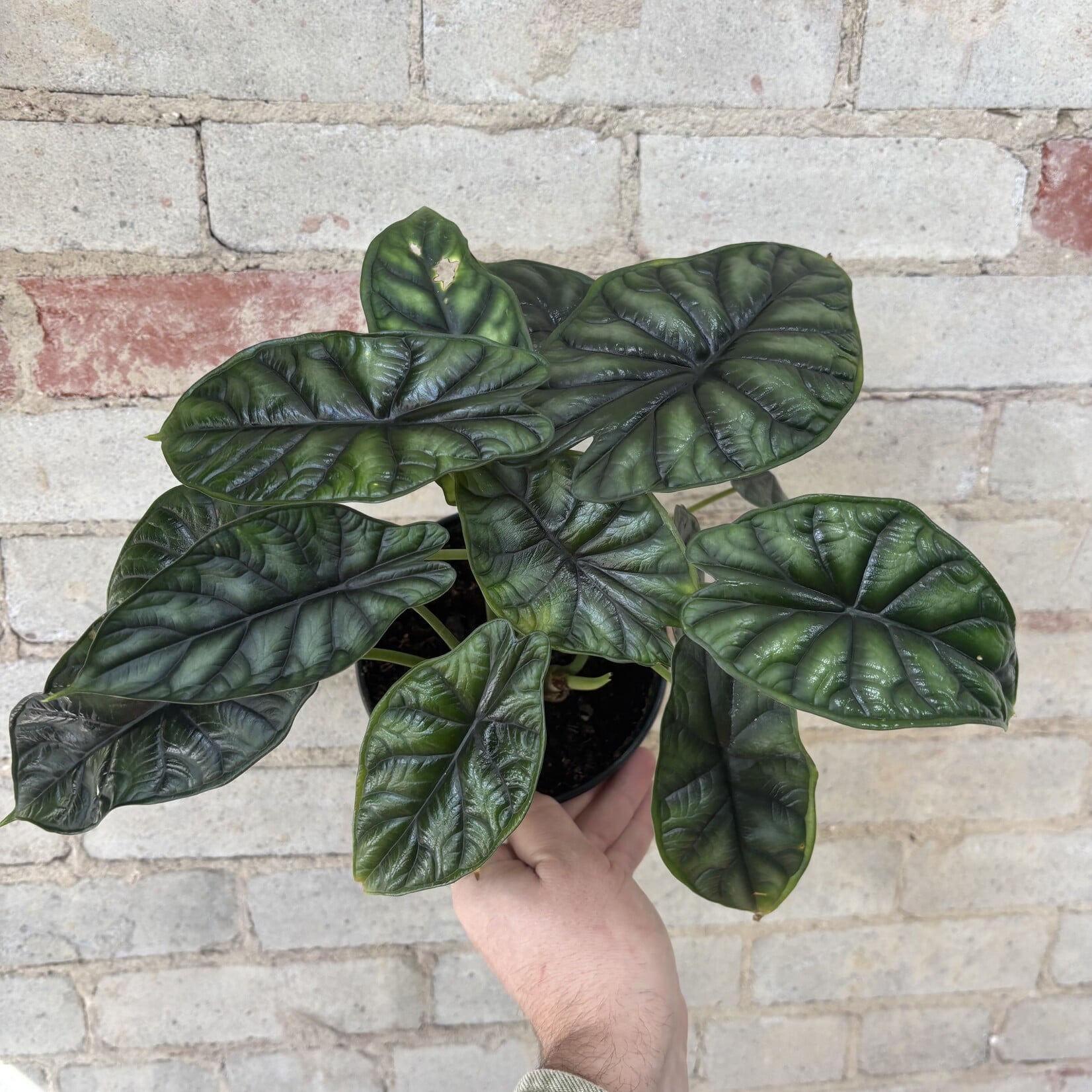 Alocasia Dragon Scale 6"
