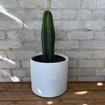 Chiotilla Cactus 8"