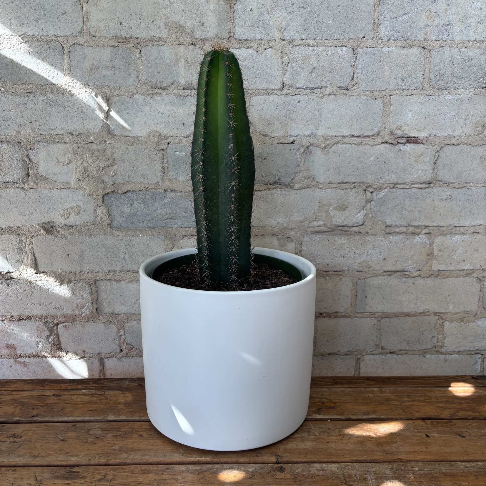 Chiotilla Cactus 8"