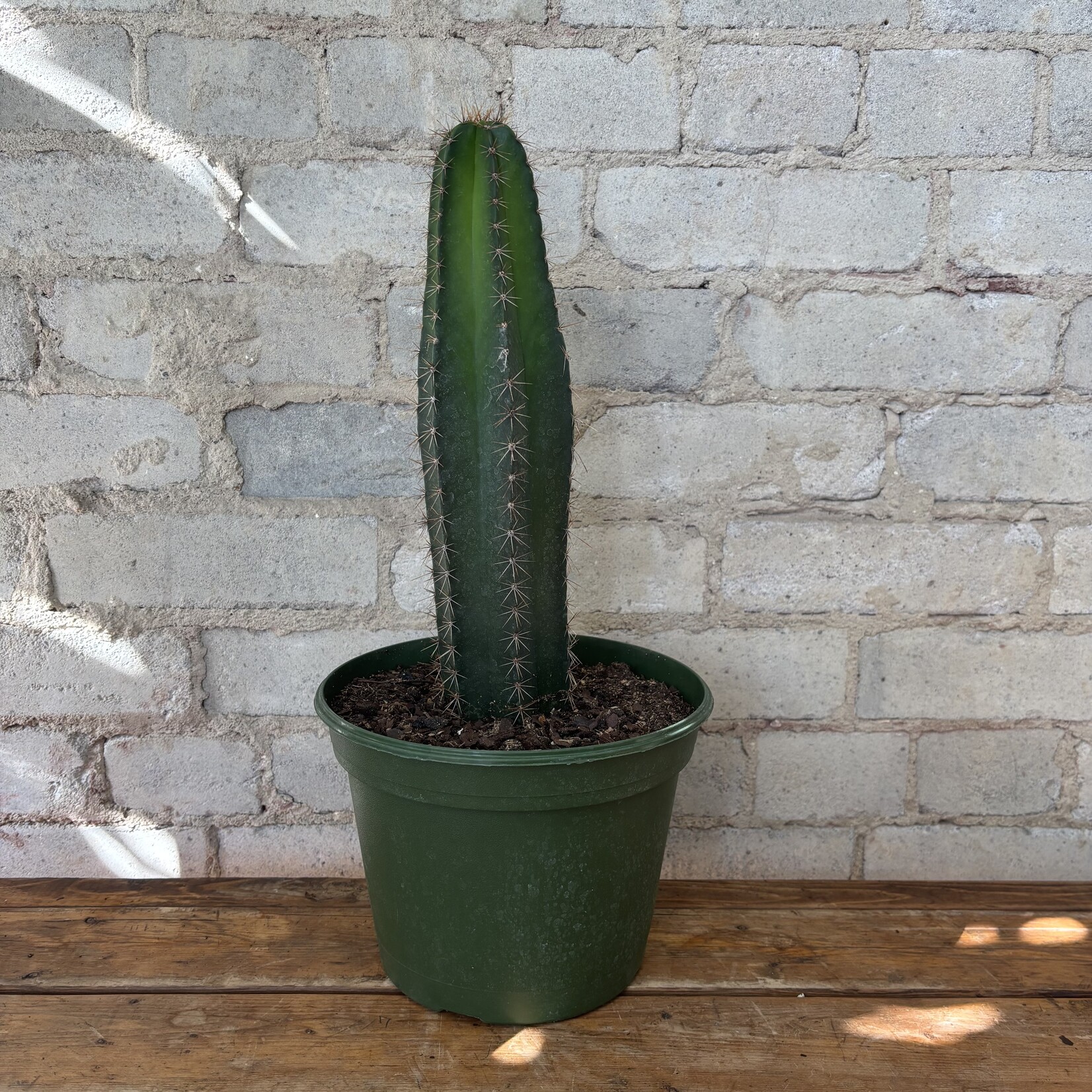 Chiotilla Cactus 8"