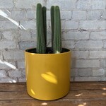 Golden Torch Cactus 10"