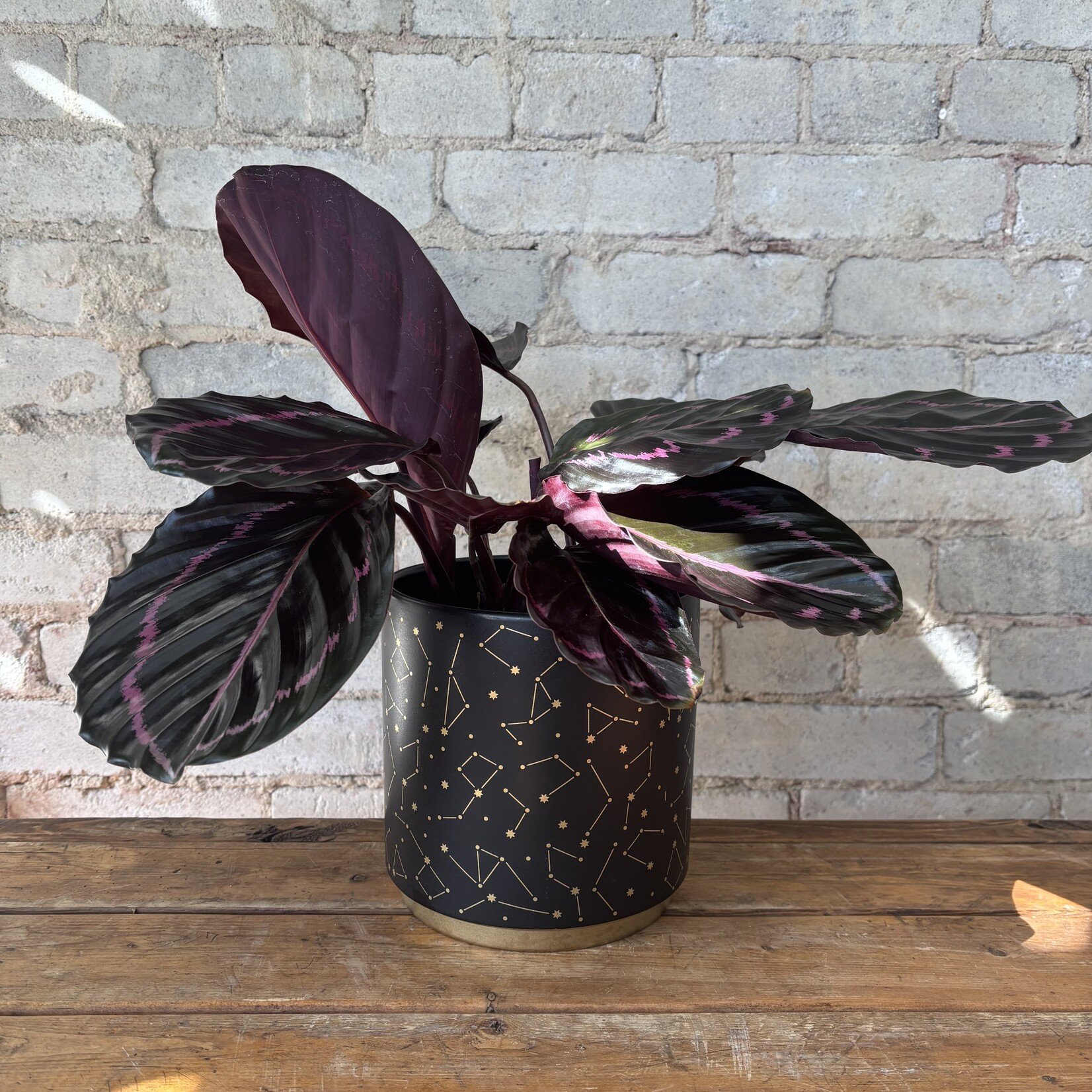 Calathea Dottie 6"