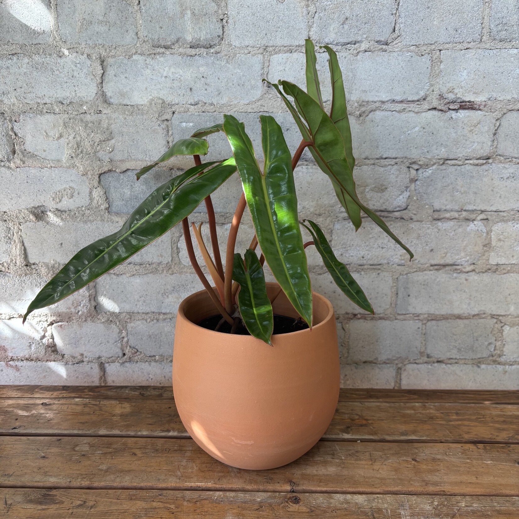 Philodendron Billietiae 6"