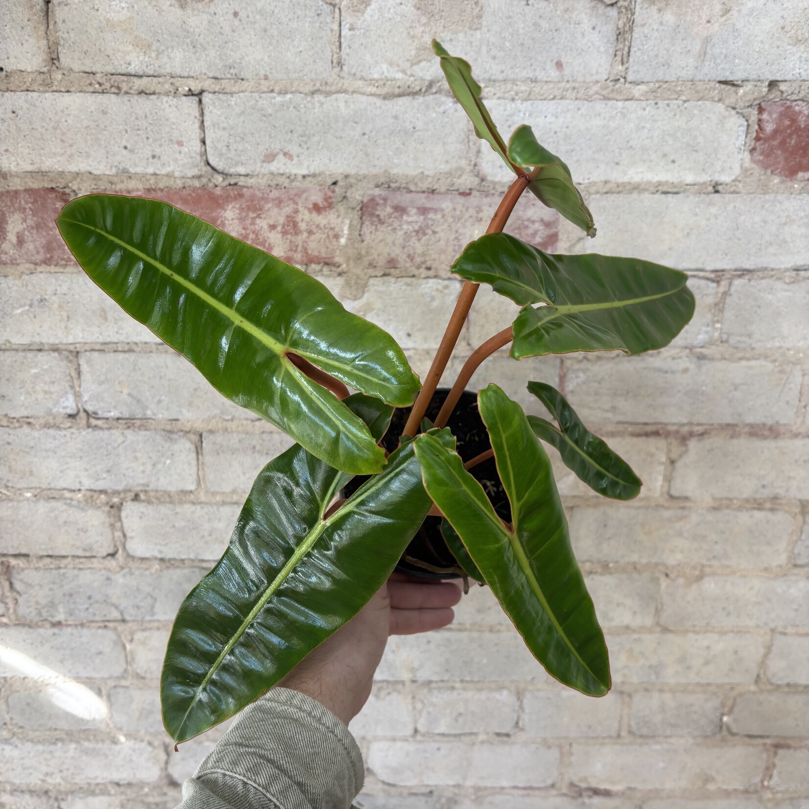 Philodendron Billietiae 6"