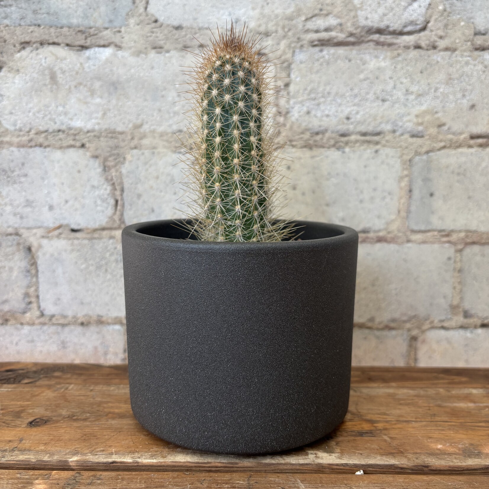 Cactus 4" - C