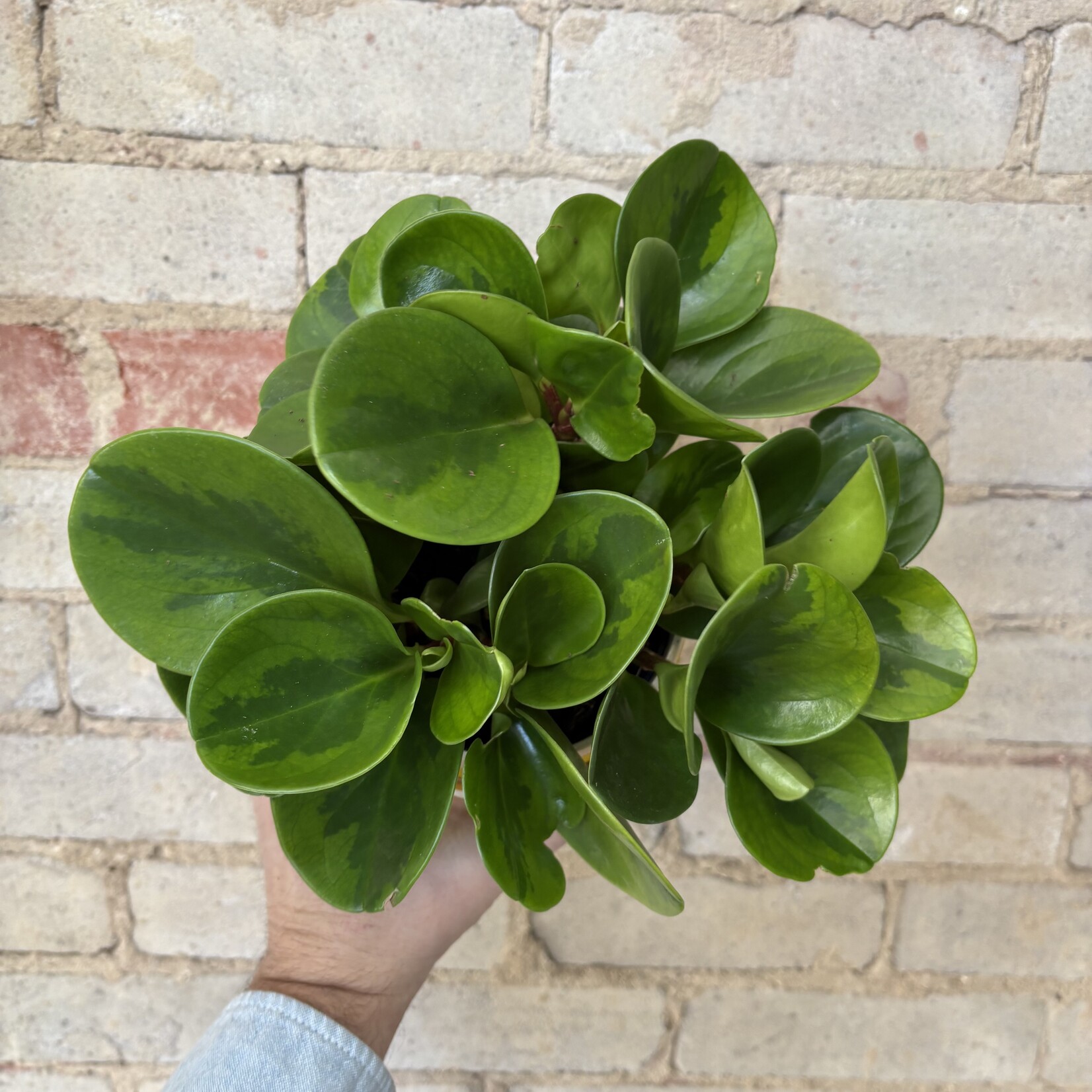 Peperomia Lemon-Lime 5"