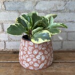 Peperomia Obtusifolia Variegated 5"