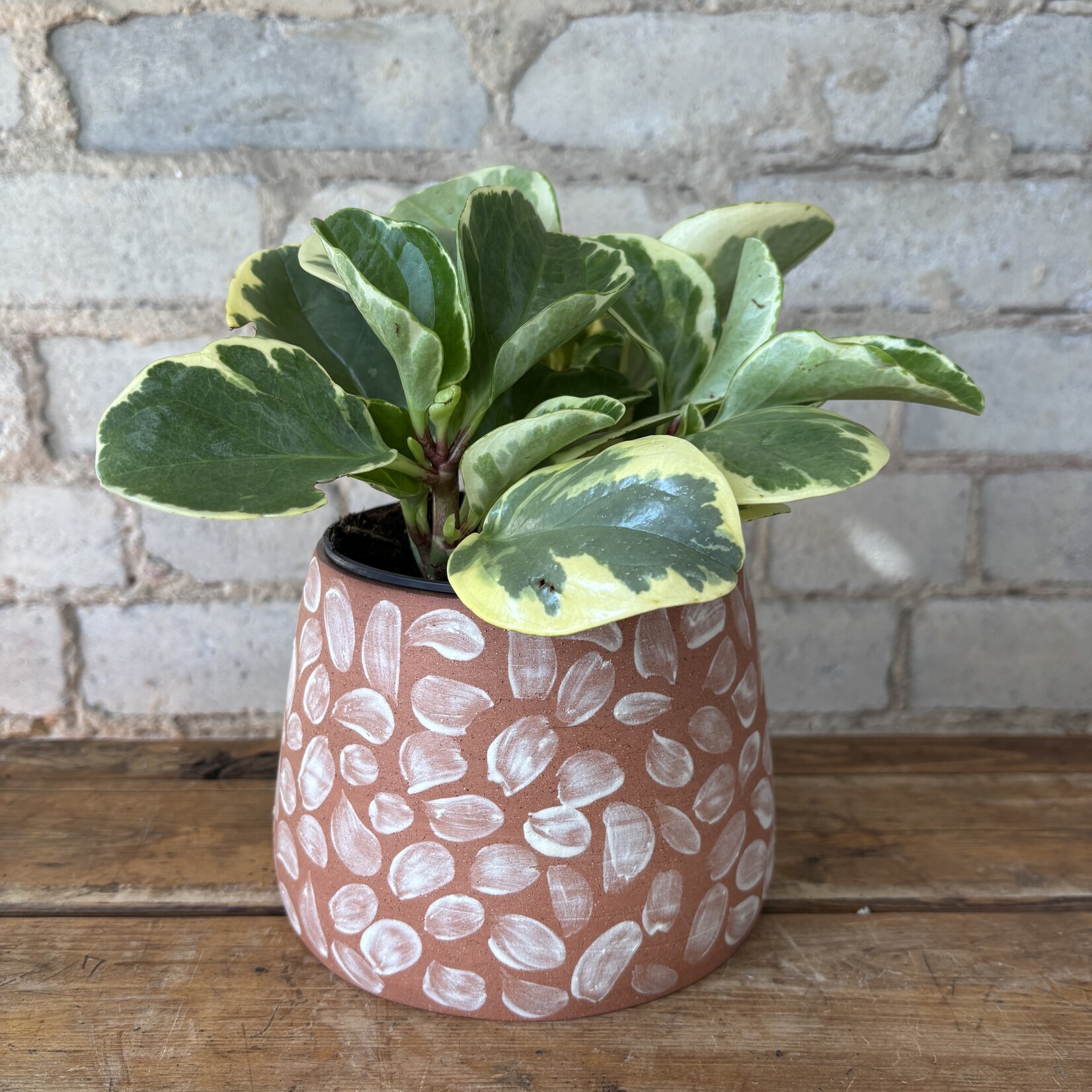 Peperomia Obtusifolia Variegated 5"