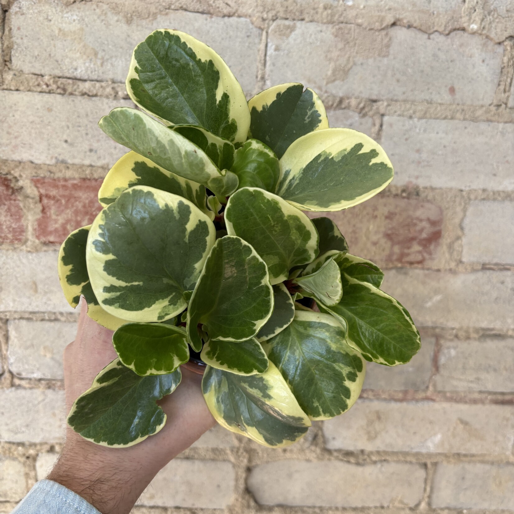 Peperomia Obtusifolia Variegated 5"