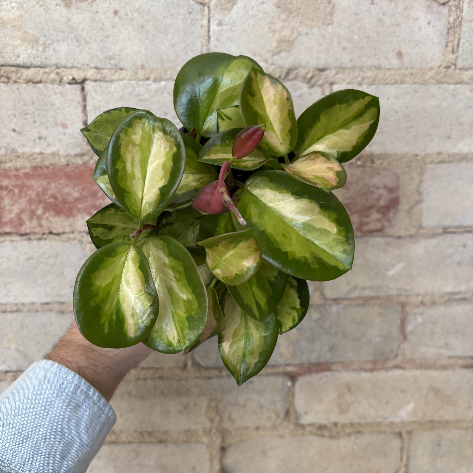 Hoya Australis Lisa 5"