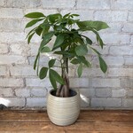 Pachira Aquatica - Money Tree 5"