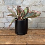 Peperomia Ginny 3.5"