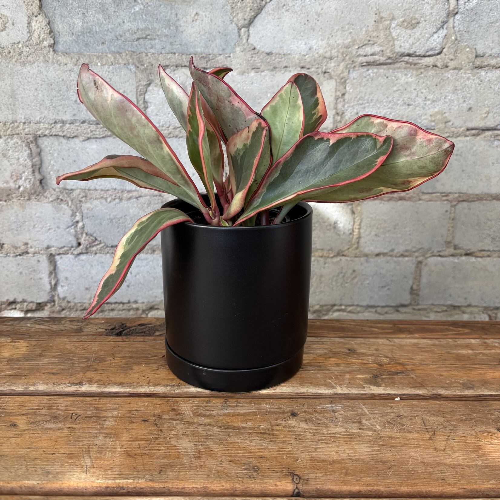 Peperomia Ginny 3.5"