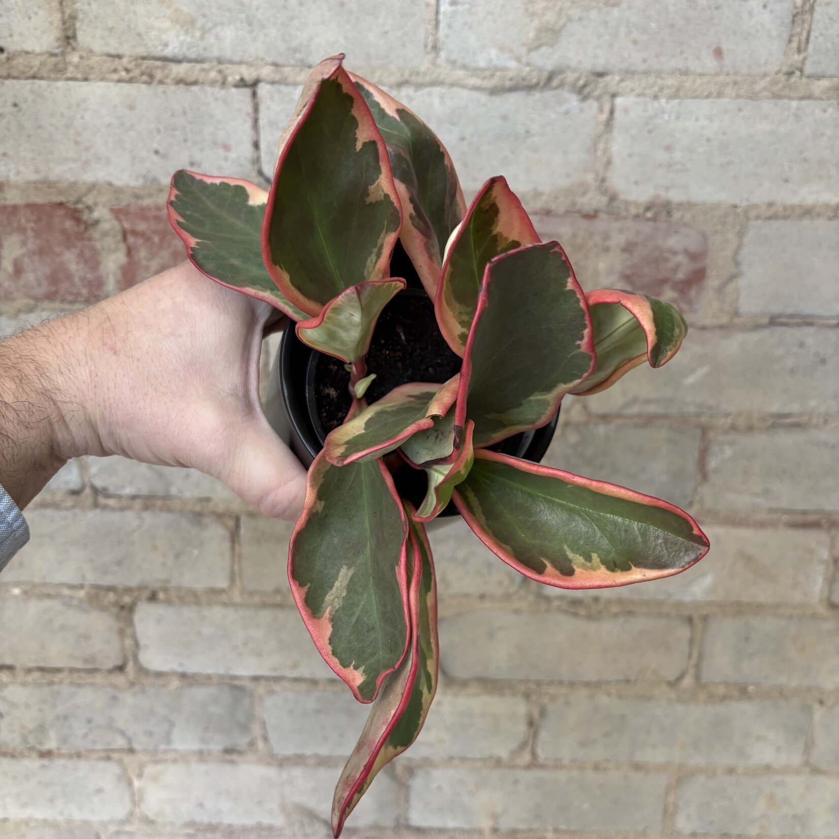 Peperomia Ginny 3.5"
