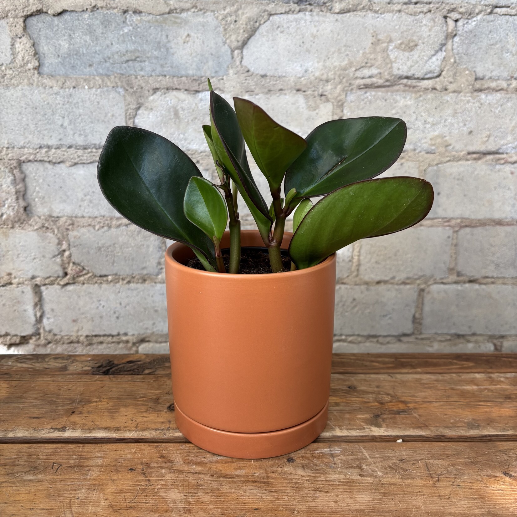 Peperomia Red Edge 3.5"