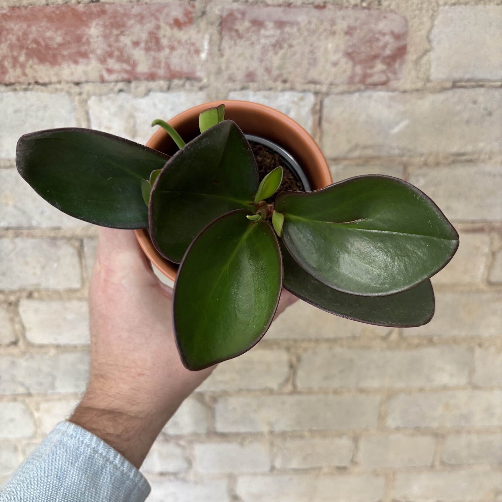 Peperomia Red Edge 3.5"