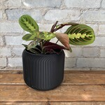 Red Maranta 5"