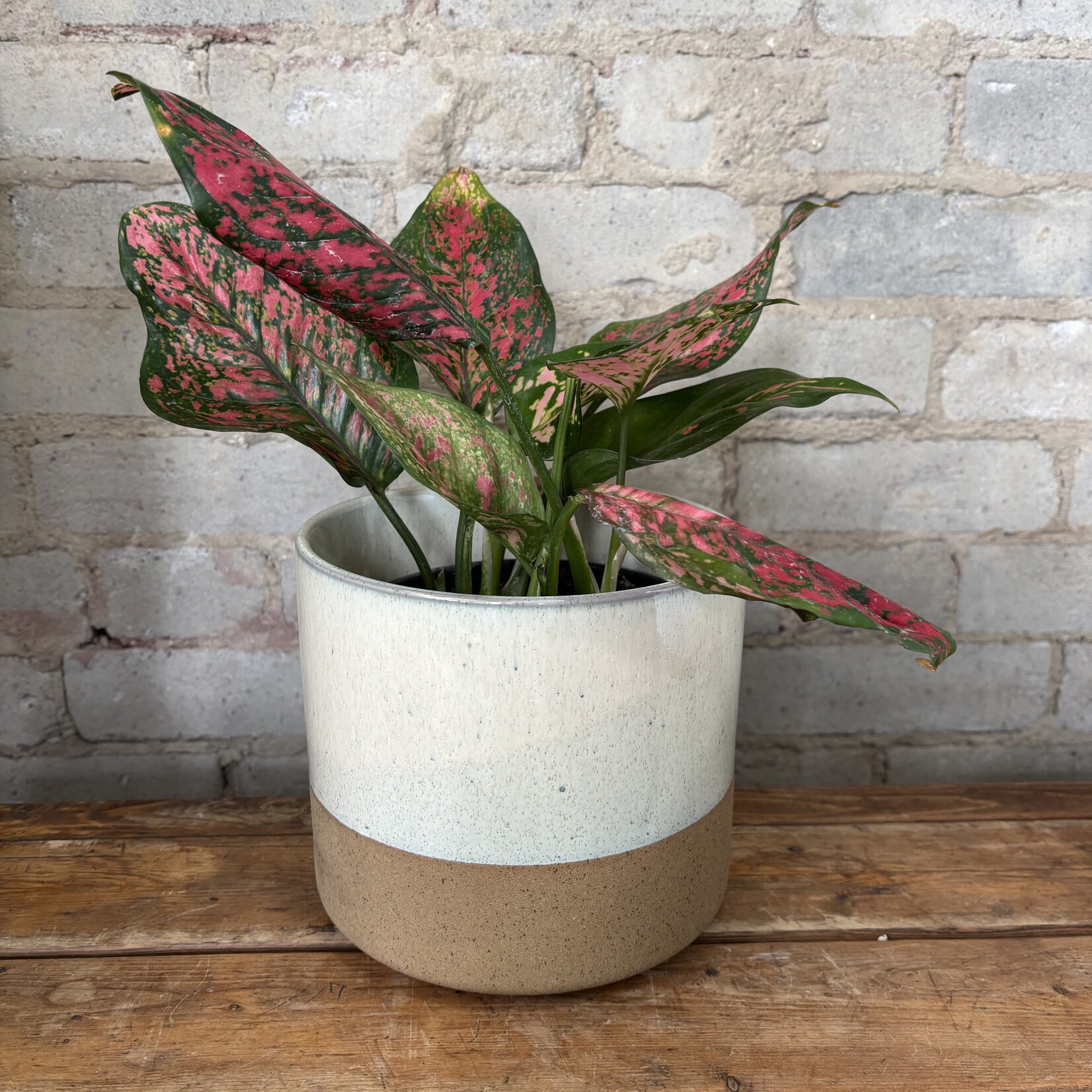 Aglaonema Wishes 6"