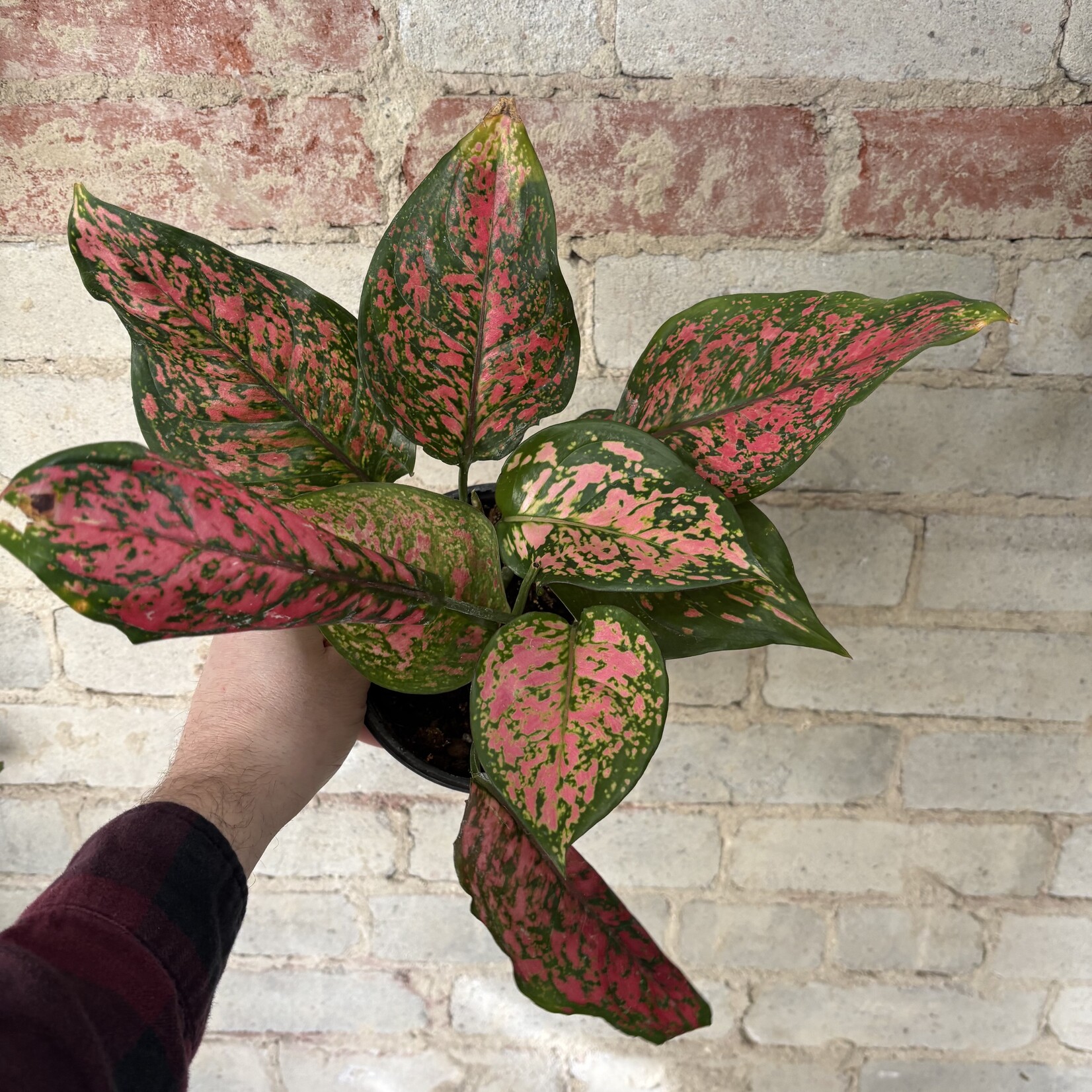 Aglaonema Wishes 6"
