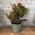 Croton Petra 6"