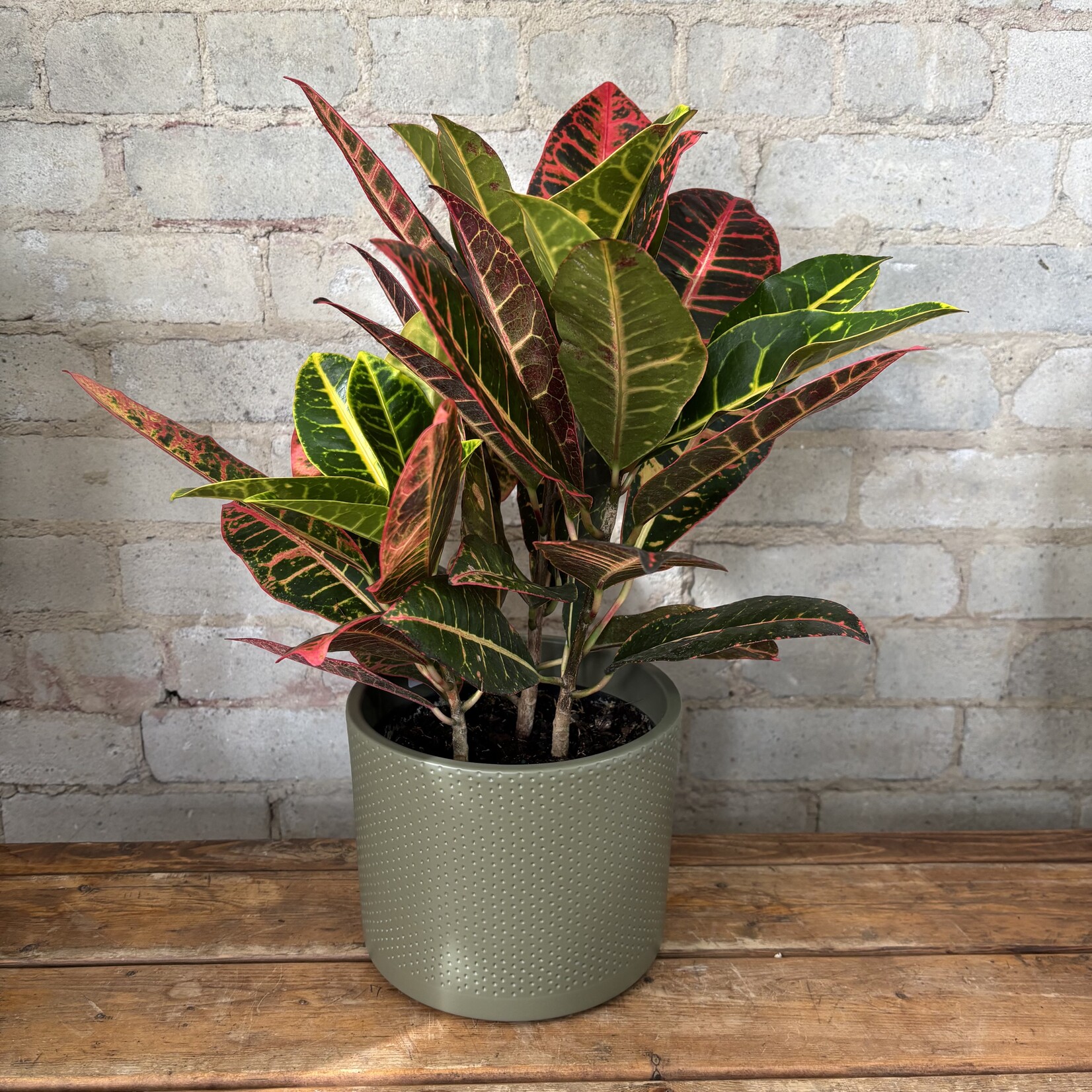 Croton Petra 6"