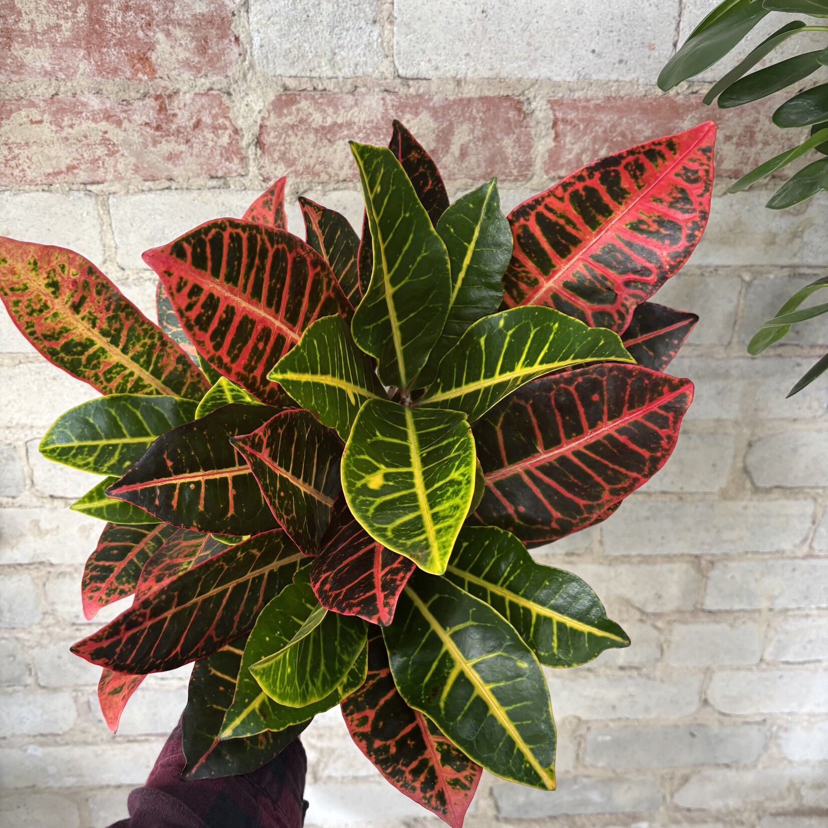 Croton Petra 6"