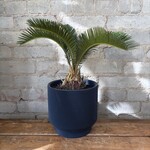 King Sago Palm 6"