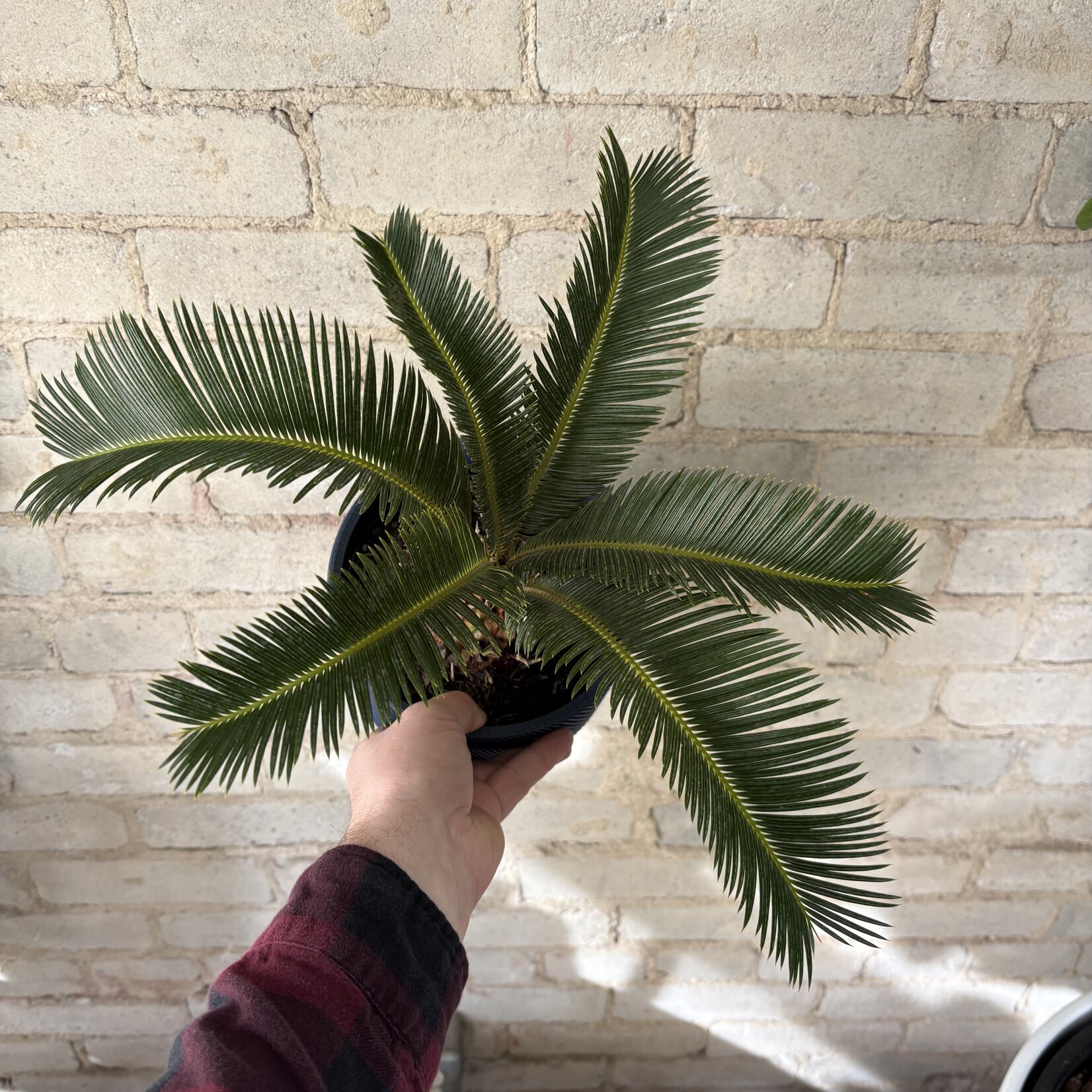 King Sago Palm 6"