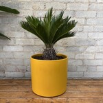 King Sago Palm 10"