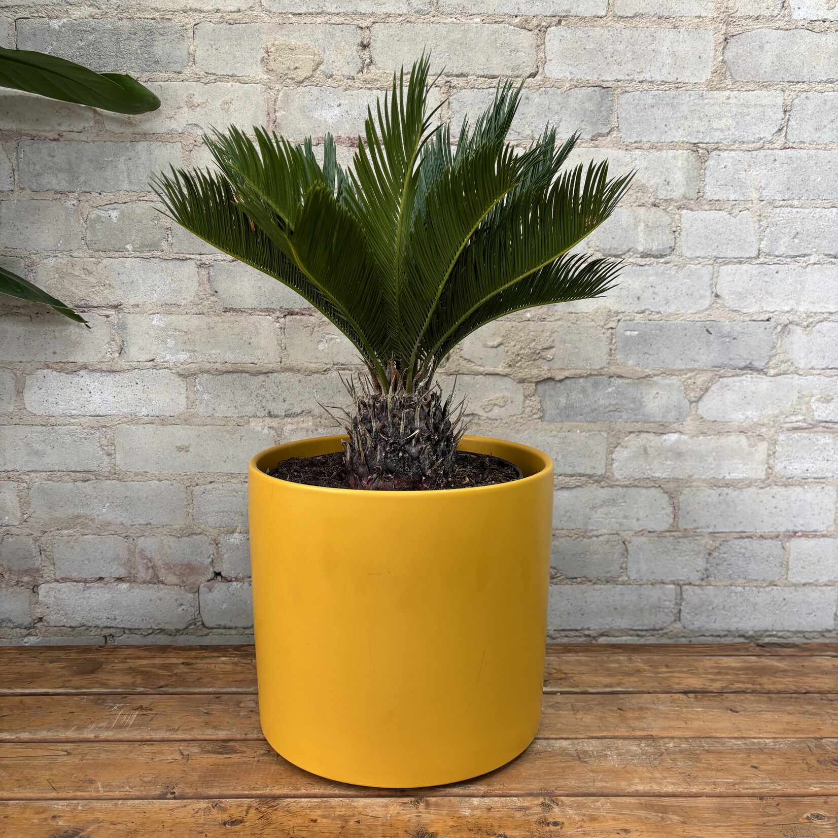 King Sago Palm 10"