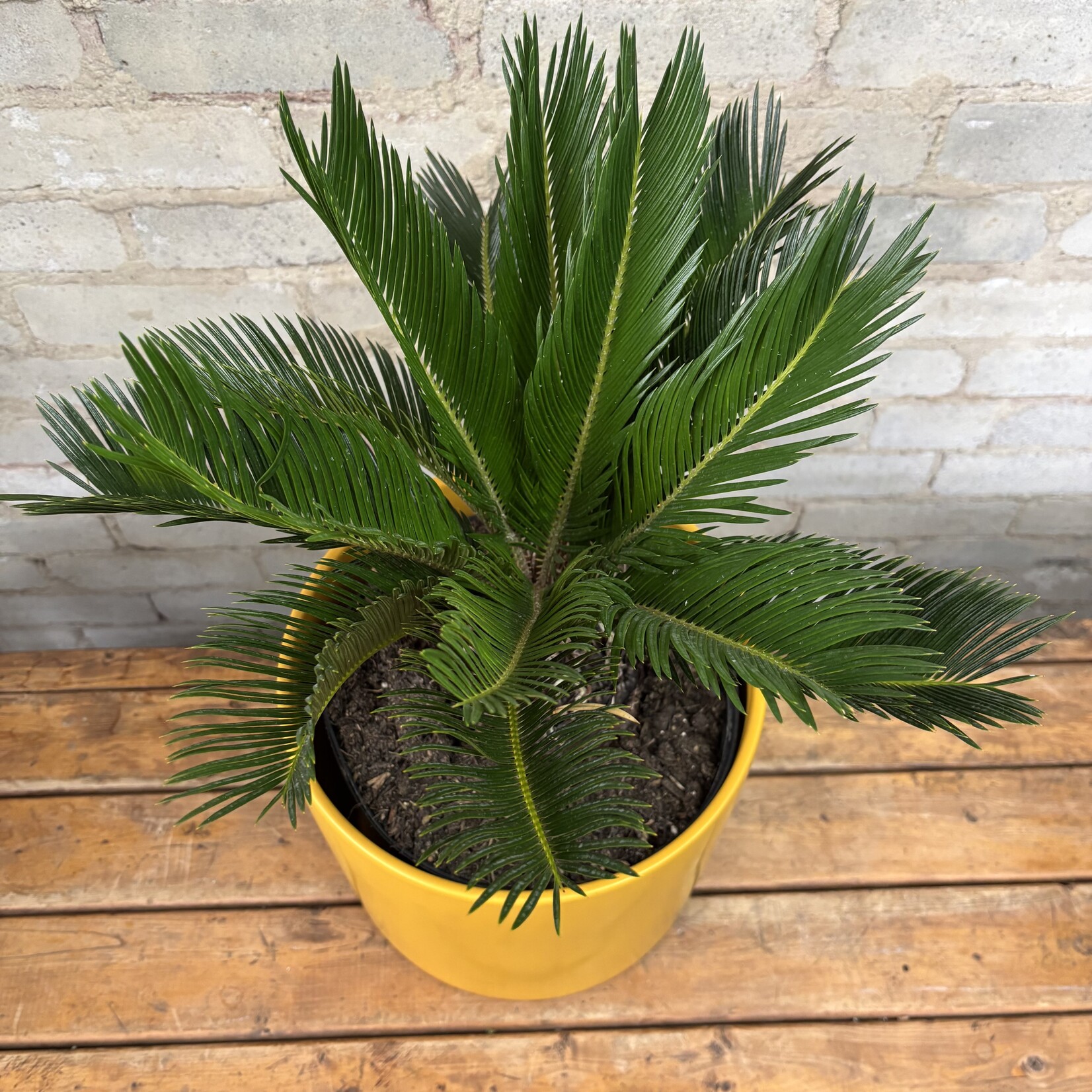 King Sago Palm 10"