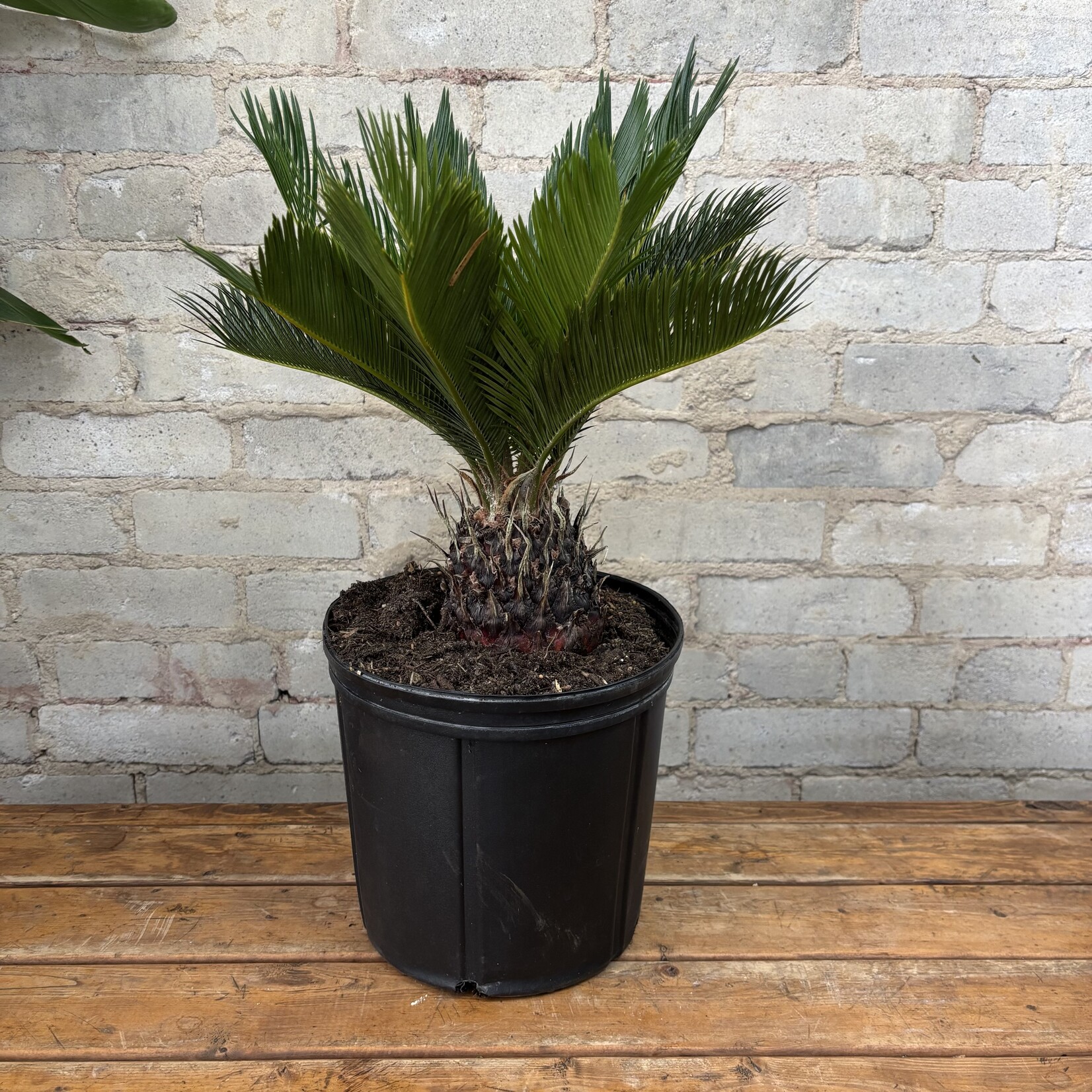 King Sago Palm 10"