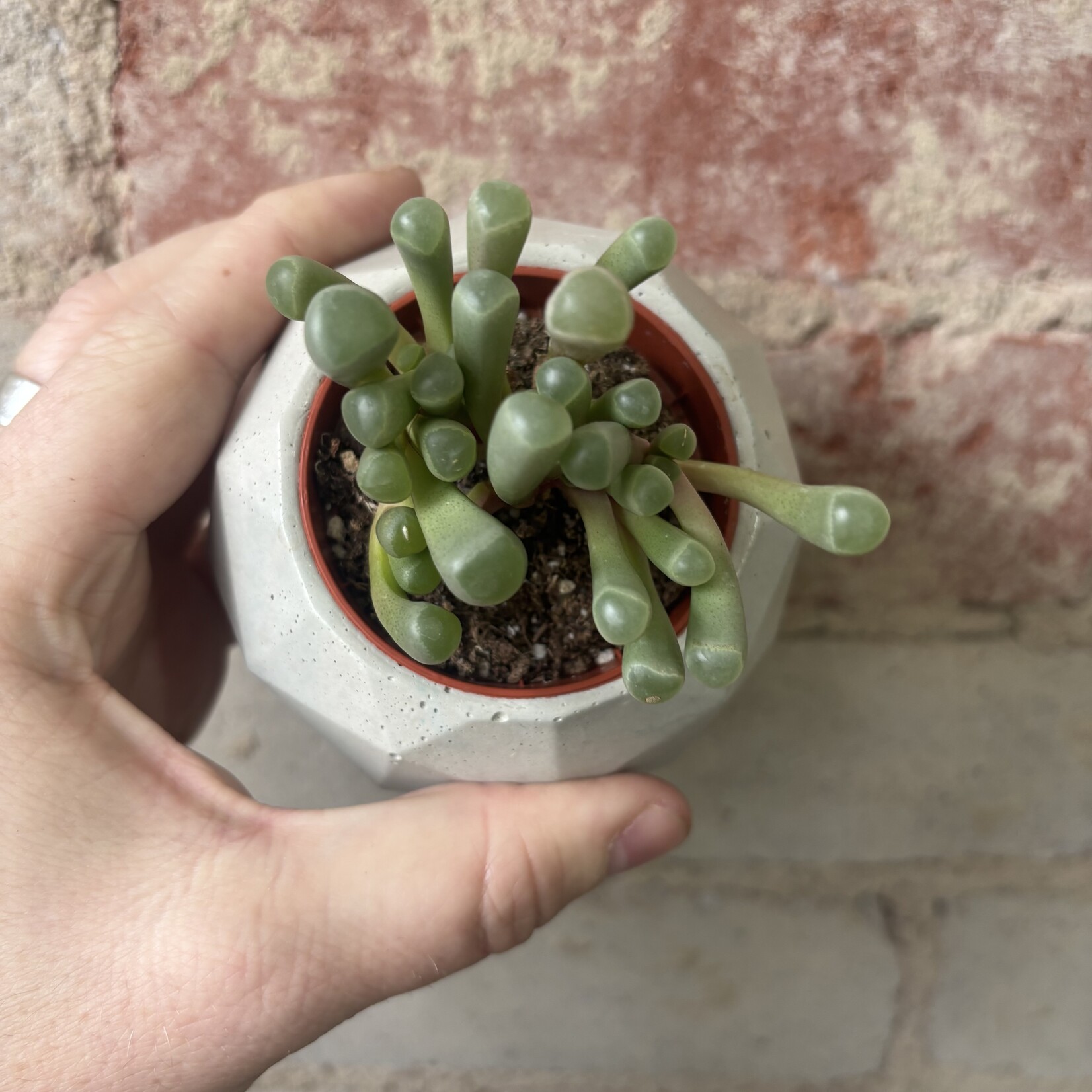 Baby's Toes 2.5"