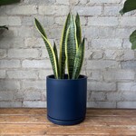 Sansevieria Laurentii 7"
