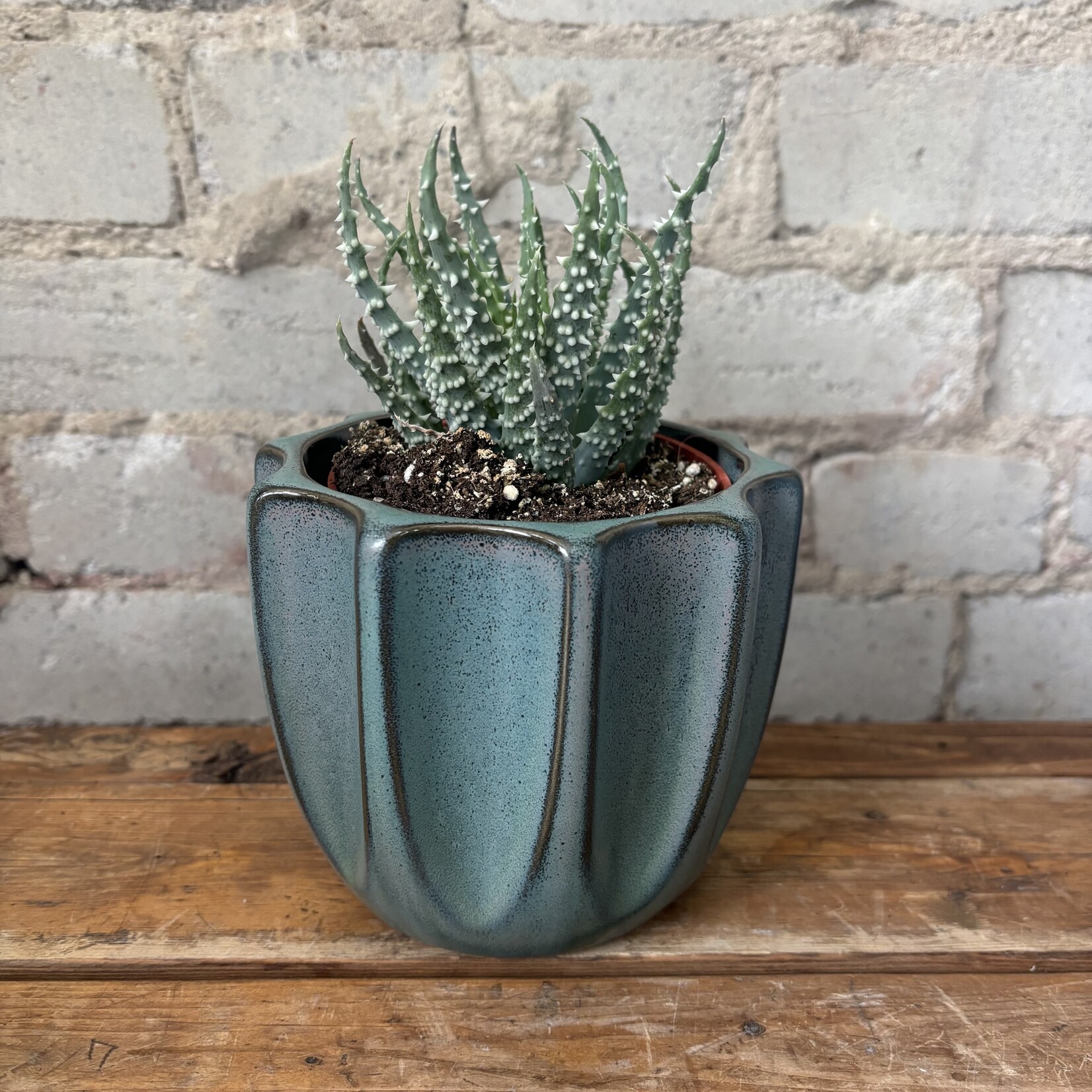 Aloe Humilis 4"