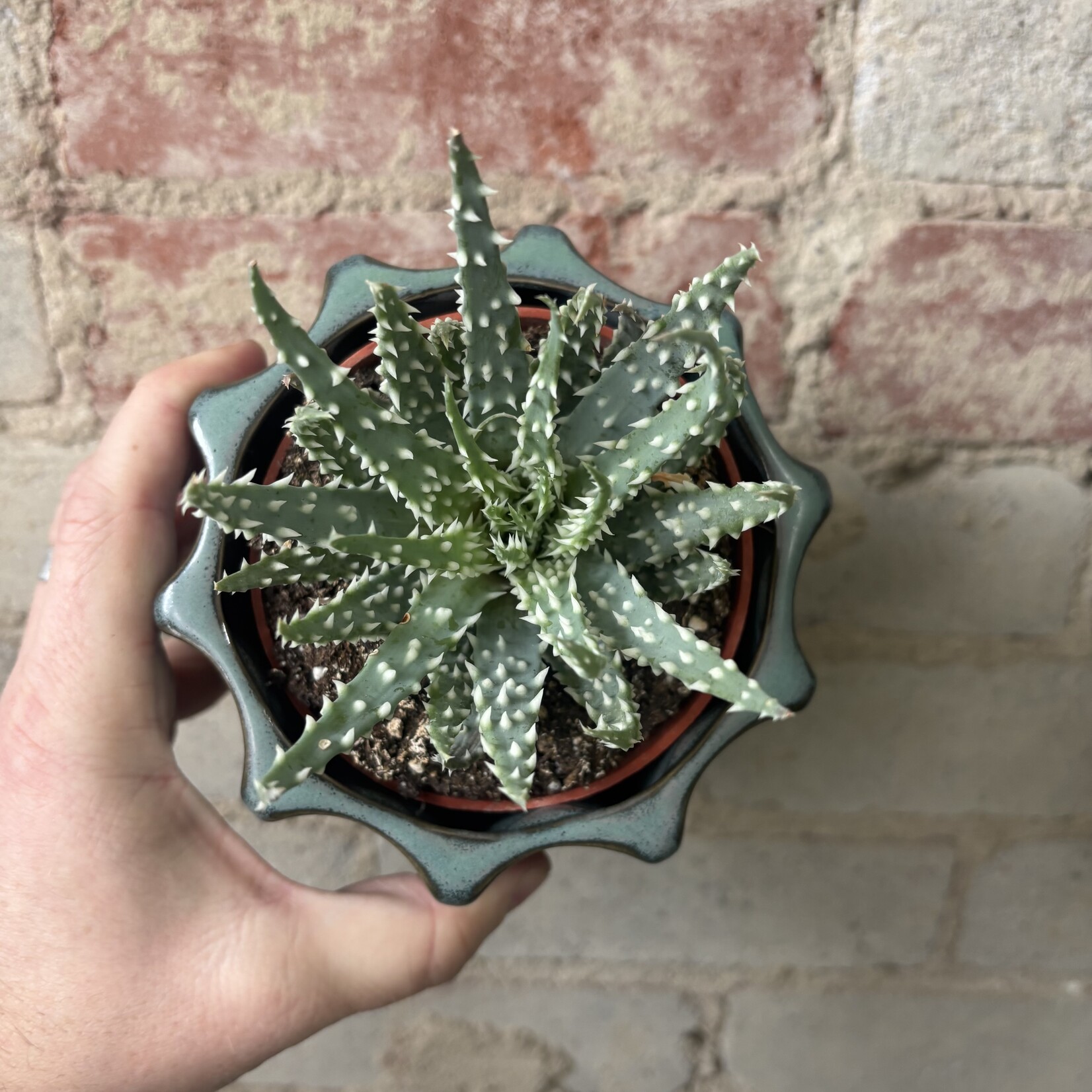 Aloe Humilis 4"