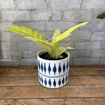 Philodendron Golden Crocodile 6"