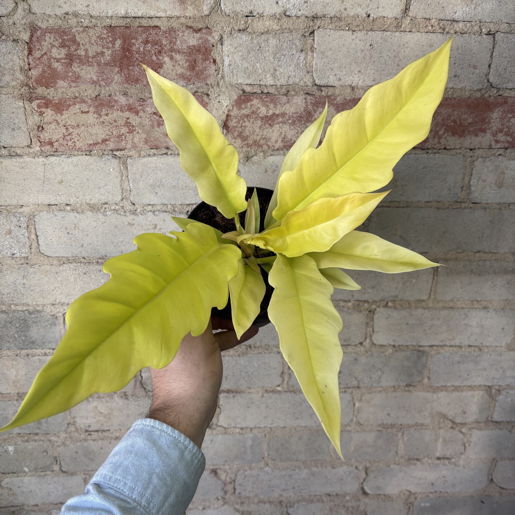 Philodendron Golden Crocodile 6"