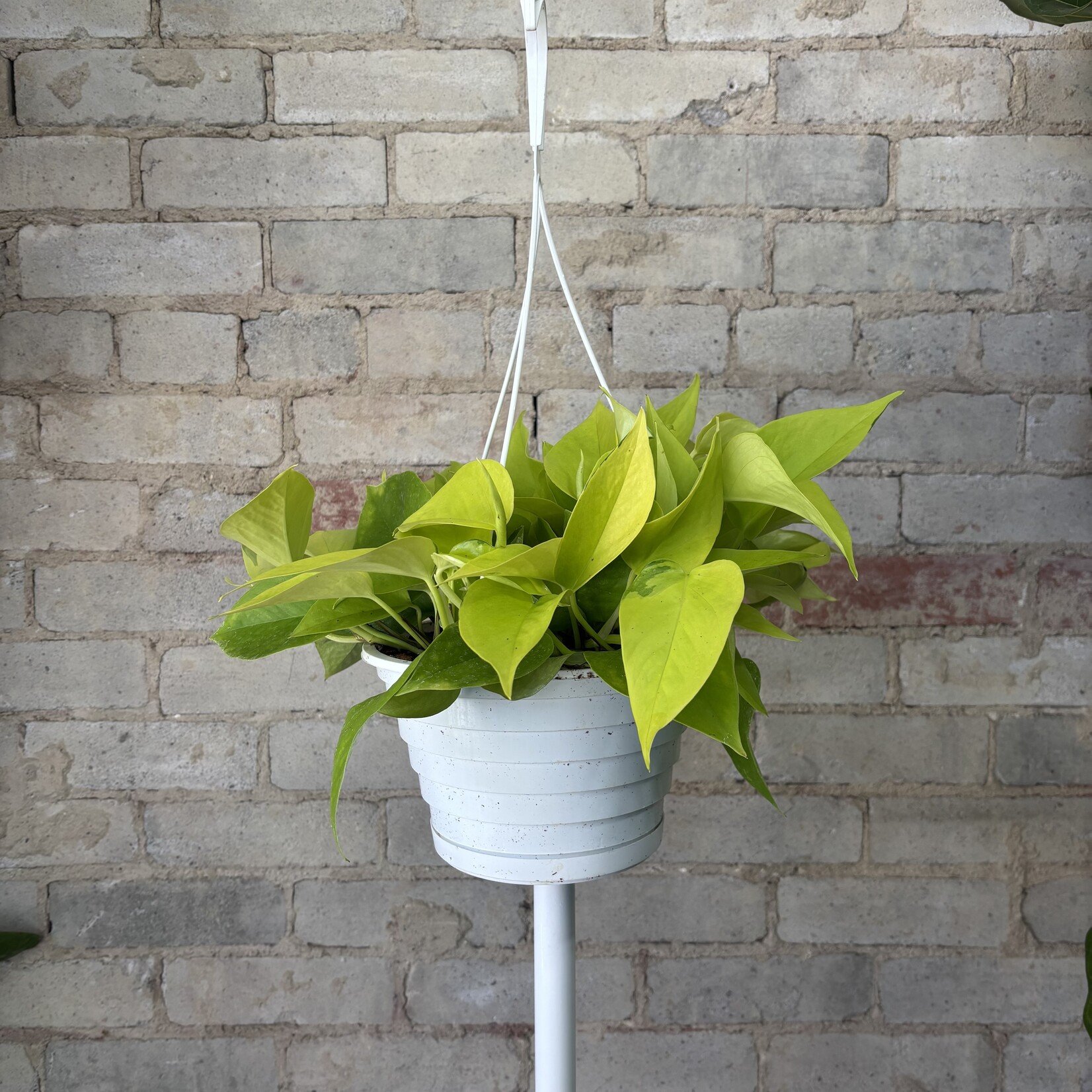 Neon Pothos 8" HB