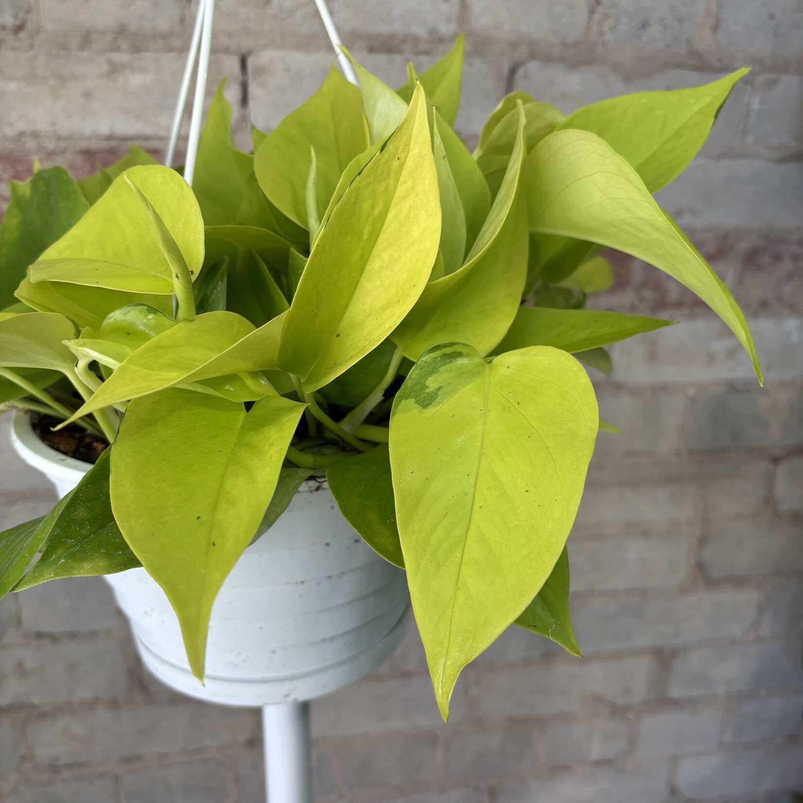 Neon Pothos 8" HB