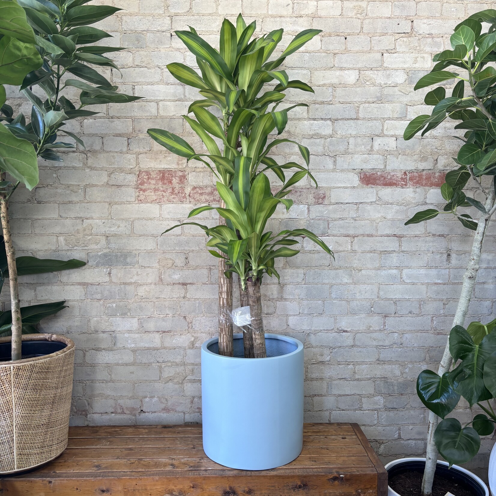 Dracaena Mass Cane / Fragrans 12"