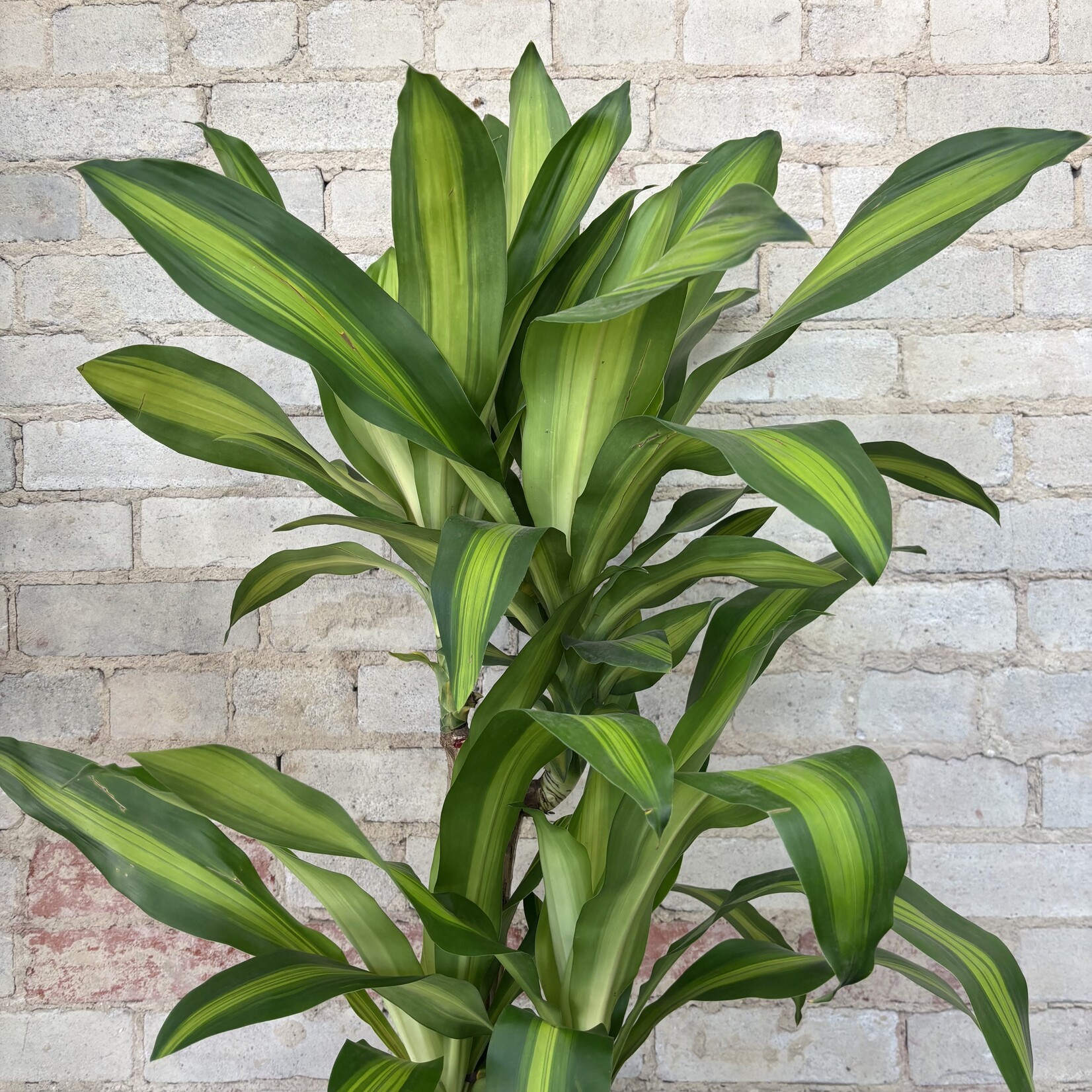 Dracaena Mass Cane / Fragrans 12"
