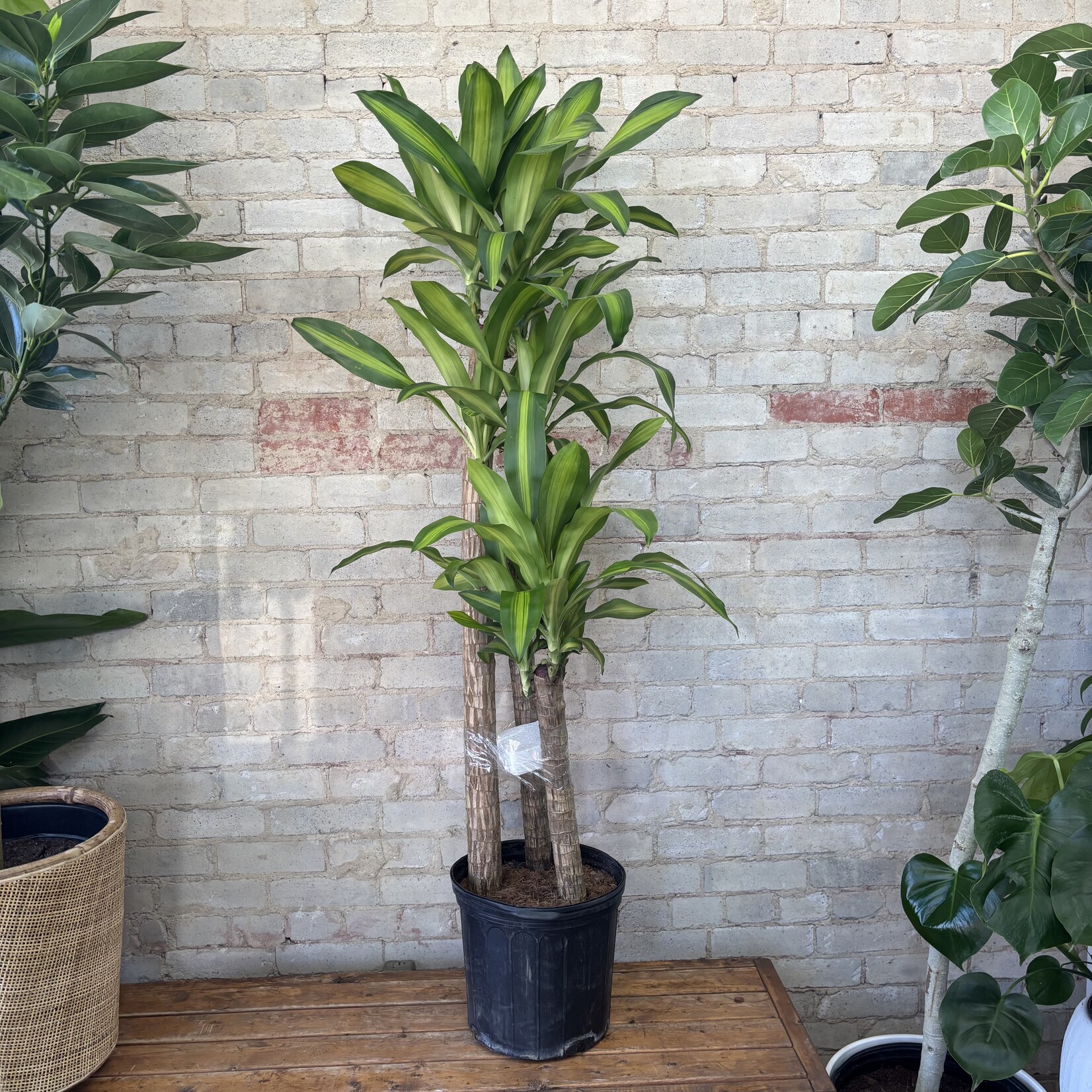 Dracaena Mass Cane / Fragrans 12"