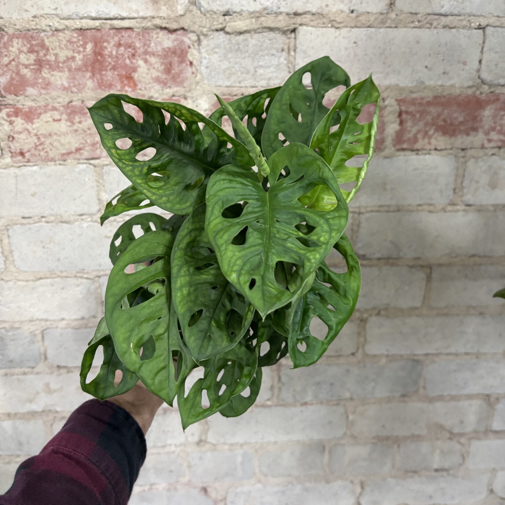 Monstera Adansonii 5"